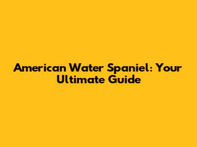 American Water Spaniel: Your Ultimate Guide