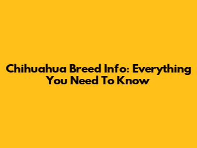Chihuahua Breed Info: Everything You Need To Know