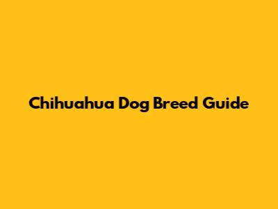 Chihuahua Dog Breed Guide