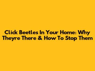 Click Beetles In Your Home: Why They're There & How To Stop Them