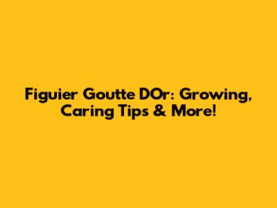 Figuier Goutte D'Or: Growing, Caring Tips & More!