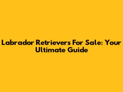 Labrador Retrievers For Sale: Your Ultimate Guide