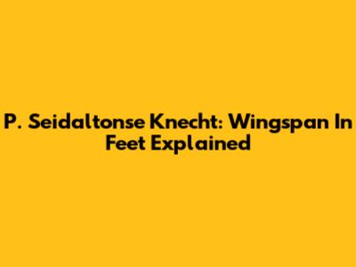 P. Seidaltonse Knecht: Wingspan In Feet Explained