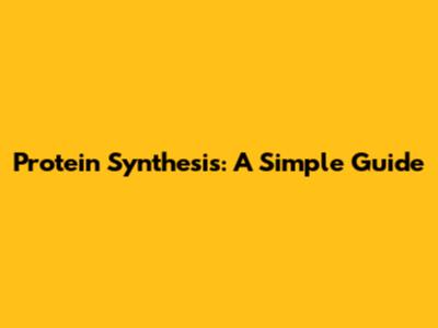 Protein Synthesis: A Simple Guide