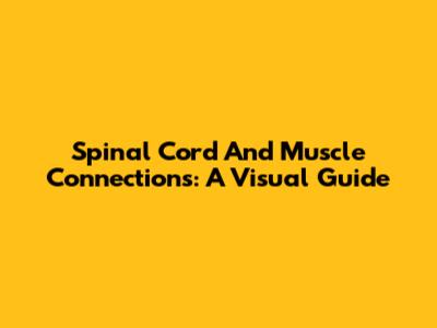 Spinal Cord And Muscle Connections: A Visual Guide