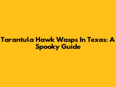Tarantula Hawk Wasps In Texas: A Spooky Guide