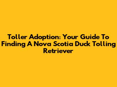 Toller Adoption: Your Guide To Finding A Nova Scotia Duck Tolling Retriever
