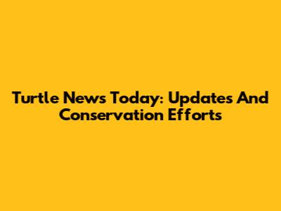 Turtle News Today: Updates And Conservation Efforts