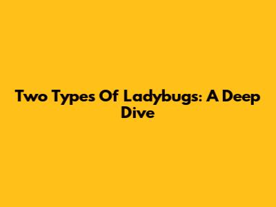 Two Types Of Ladybugs: A Deep Dive