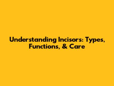 Understanding Incisors: Types, Functions, & Care