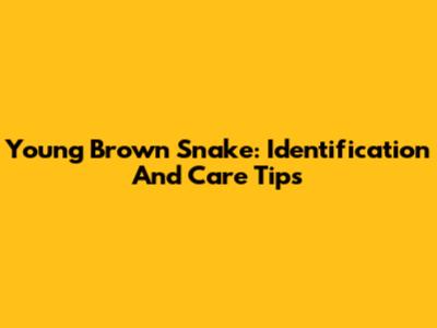 Young Brown Snake: Identification And Care Tips